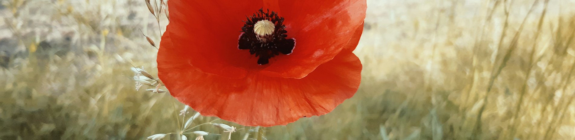 Meine Zeit mit Pferden