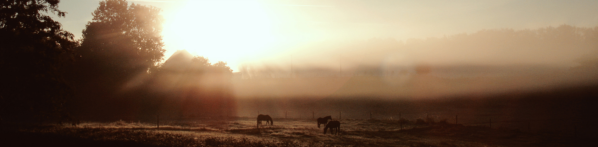 Meine Zeit mit Pferden