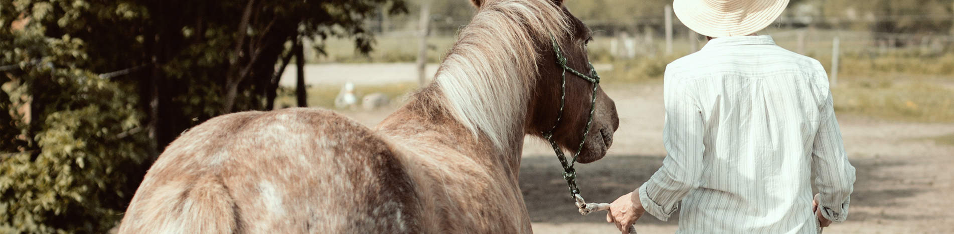 Meine Zeit mit Pferden
